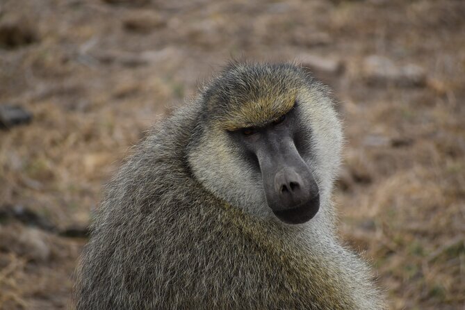 06 Days Kenya LuxuryLodge Safari - Day 3: Lake Nakuru Transfer, Early Drive, and Mt. Longonot Views