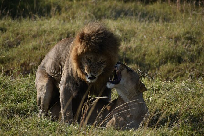 06 Days Kenya LuxuryLodge Safari - Day 6: Final Morning in Amboseli and Return to Nairobi