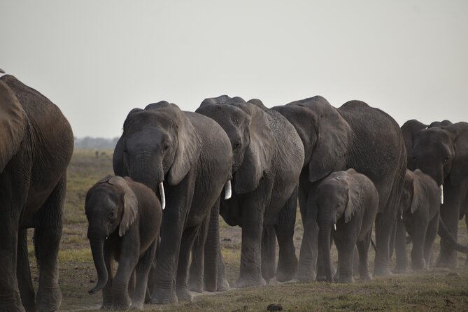 06 Days Kenya LuxuryLodge Safari - Big Five Targets, Rhino Reality, and How to Keep Your Expectations Healthy