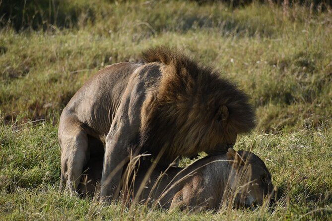 06 Days Kenya LuxuryLodge Safari - Day 2: Full-Day Maasai Mara With Hippo Pool Picnic Lunch