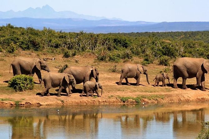 1 Day Amboseli Classic Safari Tour package,bruno safaris Kenya - Private door-to-door comfort with Bruno Safaris Kenya