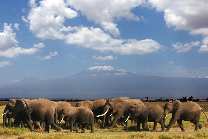 1-Day Amboseli Safari - Key things I’d mark on your shortlist