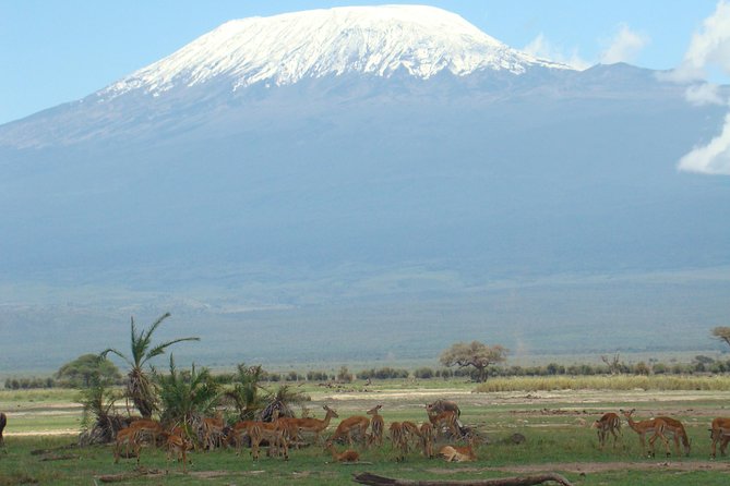 1-Day Amboseli Safari - A 5:00 AM Nairobi start that actually makes sense