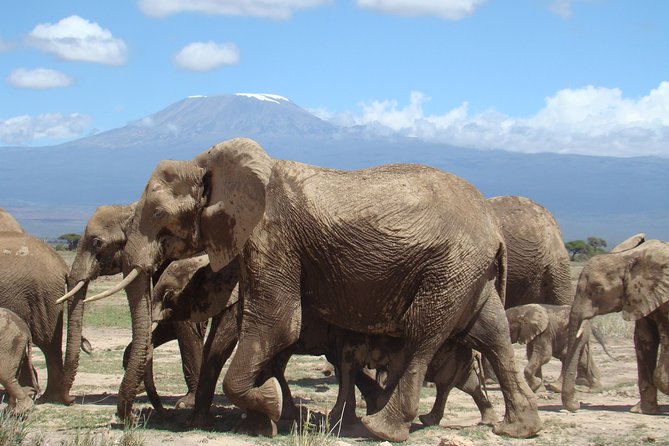 1-Day Amboseli Safari - Eight hours of wildlife time on a shared game drive