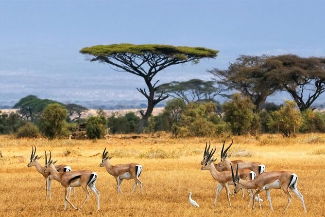 1 Day Classic Amboseli Safari - From Nairobi pickup to the gate: what you should expect on the road