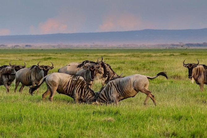 1 Day Classic Amboseli Safari - Observation Hill scanning: why this is the heart of Amboseli