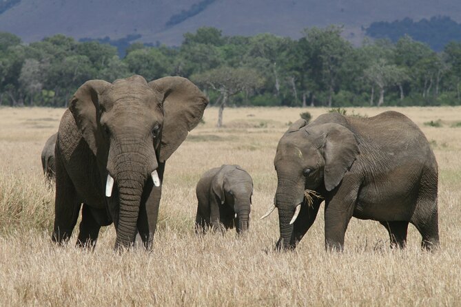 1-Day Maasai Mara Safari - The drive to Maasai Mara: comfort matters when the day is long