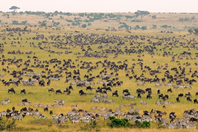 1-Day Maasai Mara Safari - Maasai village cultural experience: optional add-on, real human contact