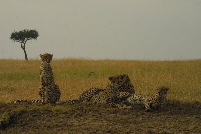 1-Day Maasai Mara Safari - Entering Maasai Mara Reserve: the local guide effect