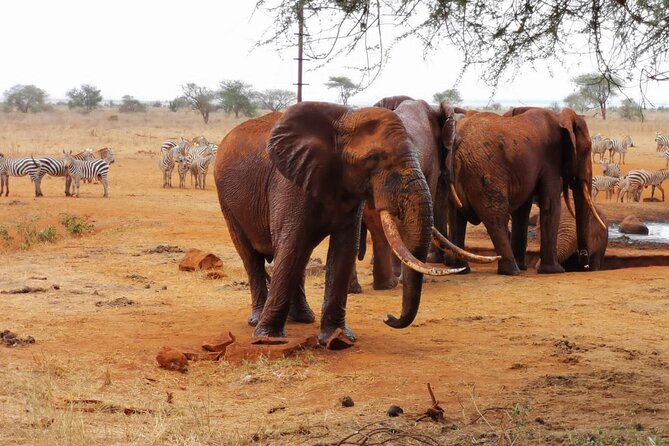 1 Day Red Elephant Safari starting from Diani beach. - The 5:00 am pickup from Diani Beach (and why it matters)