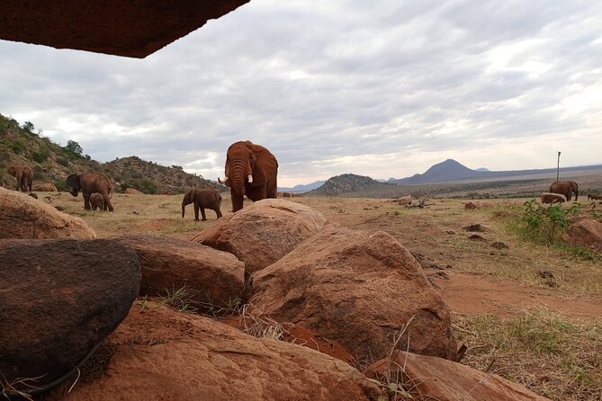 1 Day Red Elephant Safari starting from Diani beach. - Morning wildlife run: elephants, zebras, giraffes, and the rest