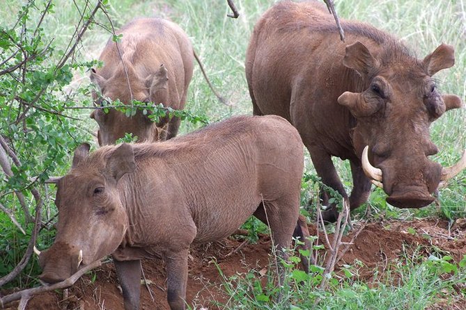 1 Day Red Elephant Safari starting from Diani beach. - Lunch included: a break that doesn’t steal your safari day
