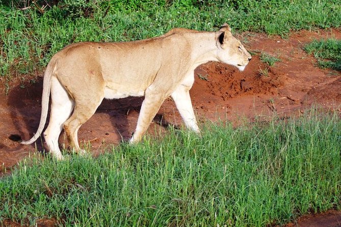 1 Day Red Elephant Safari starting from Diani beach. - Afternoon safari after lunch: second chance at the big sightings