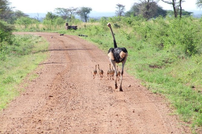 1 Day Red Elephant Safari starting from Diani beach. - What makes the guide matter (especially for spotting)
