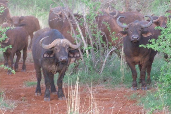 1 Day Red Elephant Safari starting from Diani beach. - Bachuma Gate entry: getting into Tsavo East fast