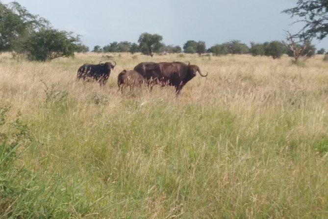 1 day Shimba hills - Shimba Hills National Reserve: why it makes sense as a one-day escape