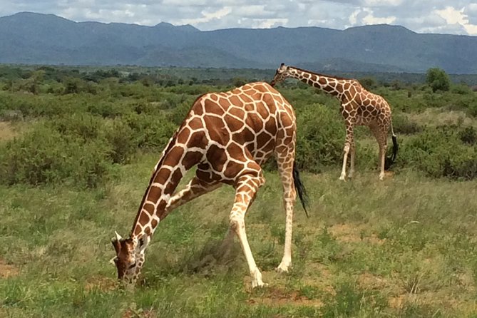 1 Day Shimba Hills starting from Diani Beach. - Key Things I’d Watch For