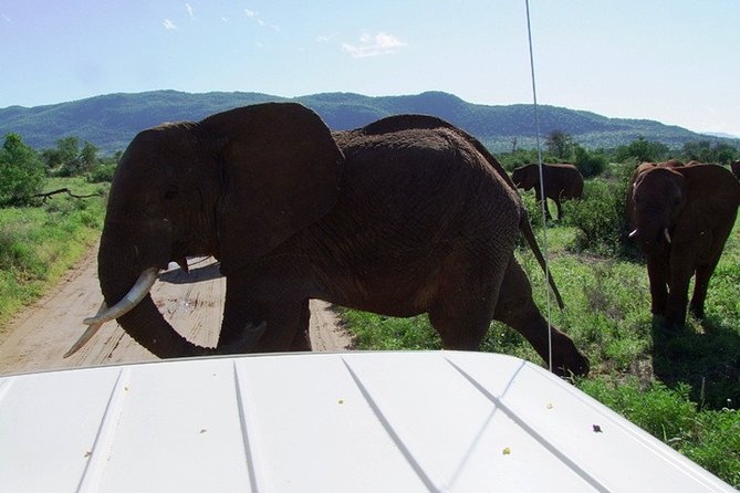 1 Day Shimba Hills starting from Diani Beach. - Wildlife Expectations: Antelope, Birds, and the Elephant Question