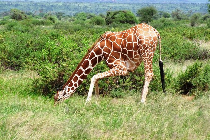 1 Day Shimba Hills starting from Diani Beach. - The Guide Factor: When the Day Talks Back