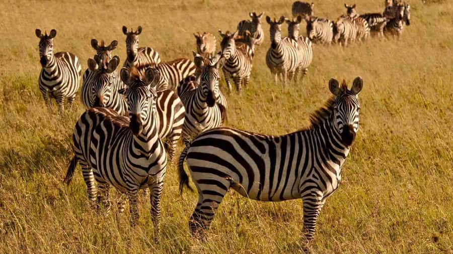 1 day Shimba Hills Tour - Price and value: what $190 buys you, and what it does not