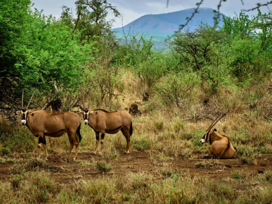 1 day Shimba Hills Tour - Who should book this, and who should skip it