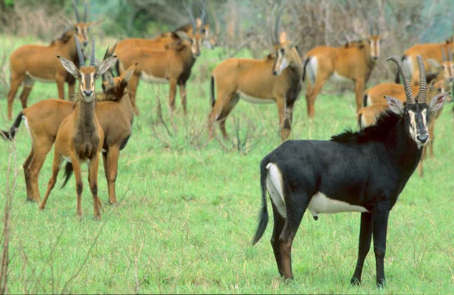 1 day Shimba Hills Tour - The day plan: pickup at 7:00, gate at 7:30, falls hike at 11:00
