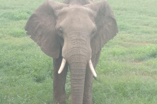 1 day Shimba hills - Early morning game drive: spotting elephants and sable in coastal forest