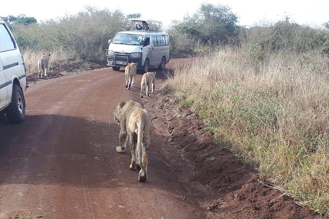 1 Day Tour Nairobi National Park,Giraffe Center&Karen Blixen - 5:30 am Pickup and Nairobi National Park Wildlife Close to the Skyline