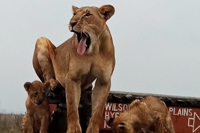 1 Day Tour Nairobi National Park,Giraffe Center&Karen Blixen - Price Breakdown: $46 Plus Entrance Fees That Add Up