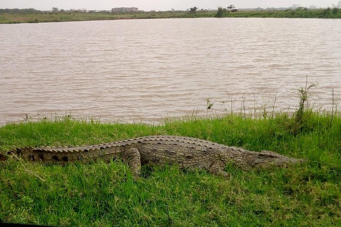 1 Day Tour Nairobi National Park,Giraffe Center&Karen Blixen - Small Group, Air-Conditioned Minivan, and Photo-Friendly Guiding