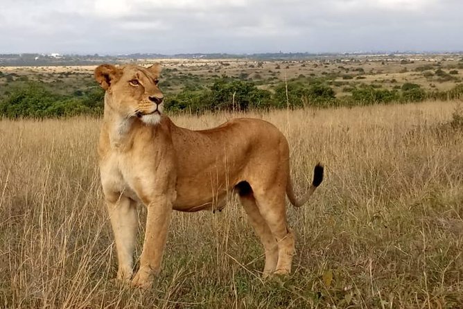 1 Day Tour Nairobi National Park,Giraffe Center&Karen Blixen - Who This 7-Hour Nairobi Tour Fits Best