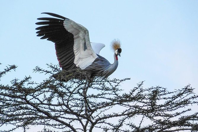 1 Day Tour Nairobi National Park,Giraffe Center&Karen Blixen - Should You Book This One-Day Nairobi National Park and Karen Blixen Tour?