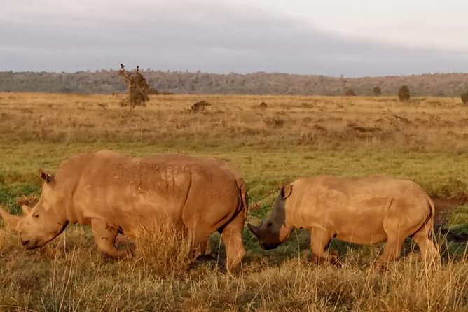 1 Day Tour Nairobi National Park,Giraffe Center&Karen Blixen - FAQ