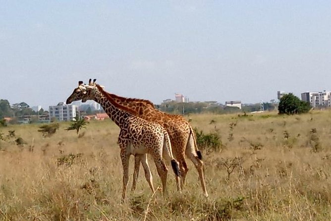 1 Day Tour Nairobi National Park,Giraffe Center&Karen Blixen - Sheldrick Wildlife Trust Nursery, the 11am to 12 noon Public Window