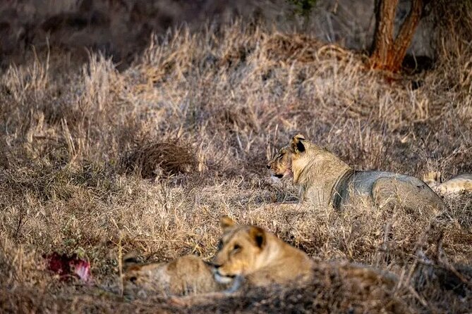 1 Day Tsavo East Safari Discovery of Kenya's Wildlife - Tsavo East National Park, Built for Wildlife Sightings