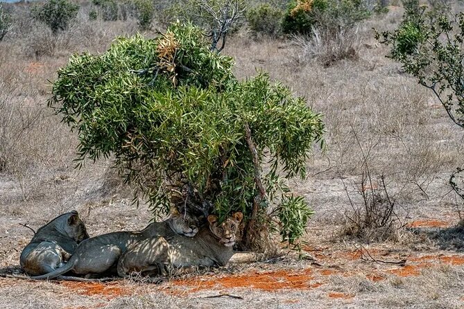 1 Day Tsavo East Safari Discovery of Kenya's Wildlife - Flat Savanna, Yatta Plateau, and Lugard Falls Area
