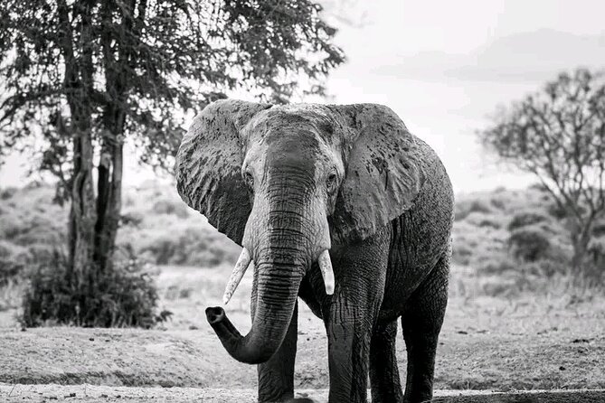 1 Day Tsavo East Safari Discovery of Kenya's Wildlife - How Wildlife Sightings Work Here: It’s by Chance