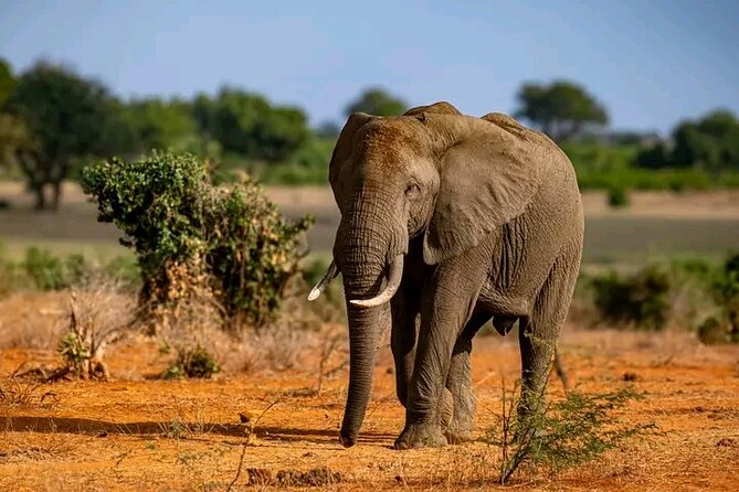 1 Day Tsavo East Safari Discovery of Kenya's Wildlife - Lunch at Sentrim Tsavo Camp Overlooking the Waterhole