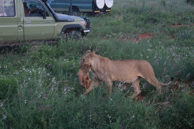 1 Day Tsavo East Safari Discovery of Kenya's Wildlife - The Drive to Tsavo East: Long, Straight, and Worth It