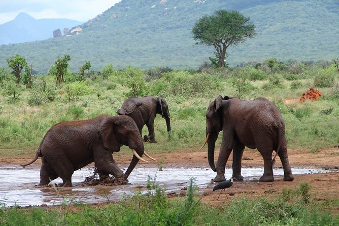 1-Day Tsavo East Safari From Mombasa - Why Tsavo East Is a Great Coast Option