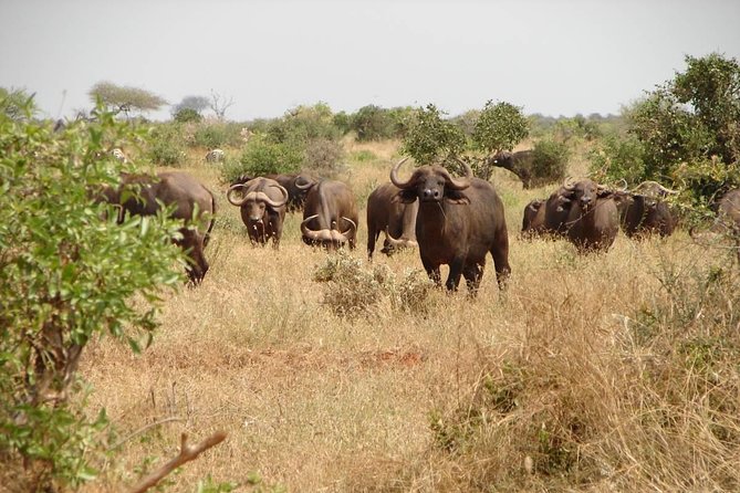 1-Day Tsavo East Safari From Mombasa - Tsavo East National Park: What 7 Hours of Game Drives Really Gives You