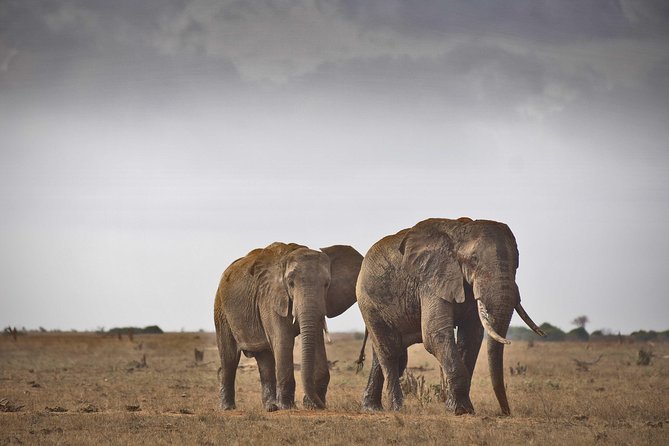1-Day Tsavo East Safari From Mombasa - Getting to Tsavo East: Pickup, Shared Transport, and Comfort