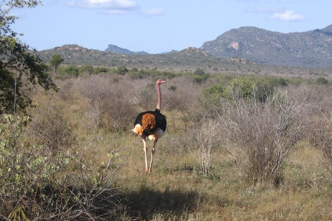1 Day Tsavo East Safari ( Minimum 2 Pax) - 5:00 am pickup and the road to Tsavo East