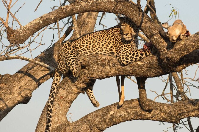 1 Day Tsavo East Safari ( Minimum 2 Pax) - Lunch with views of the Tsavo plains