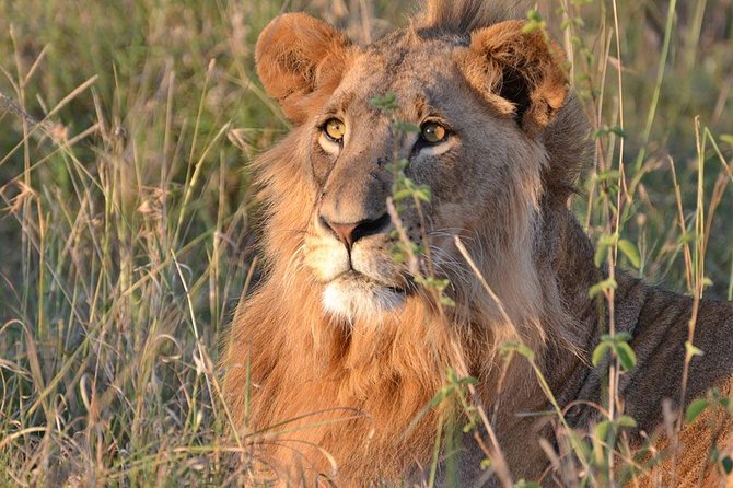 1 Day Tsavo East Safari ( Minimum 2 Pax) - Second game drive: better odds with more time