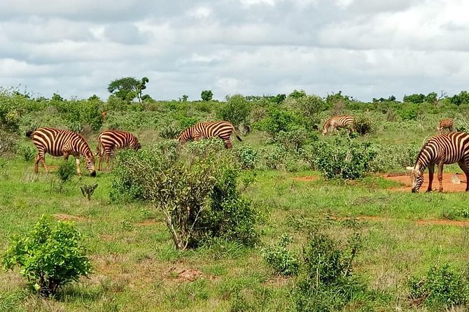 1 Day Tsavo East Safari ( Minimum 2 Pax) - Price and value: is $250 a good deal?