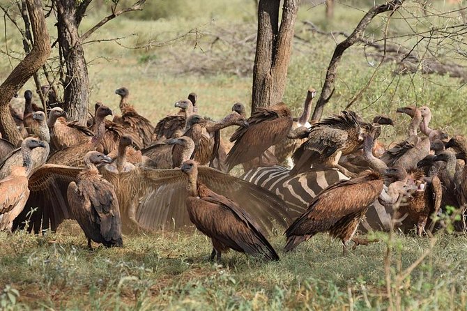 1 Day Tsavo East Safari ( Minimum 2 Pax) - Group size, guide quality, and what that means for your day