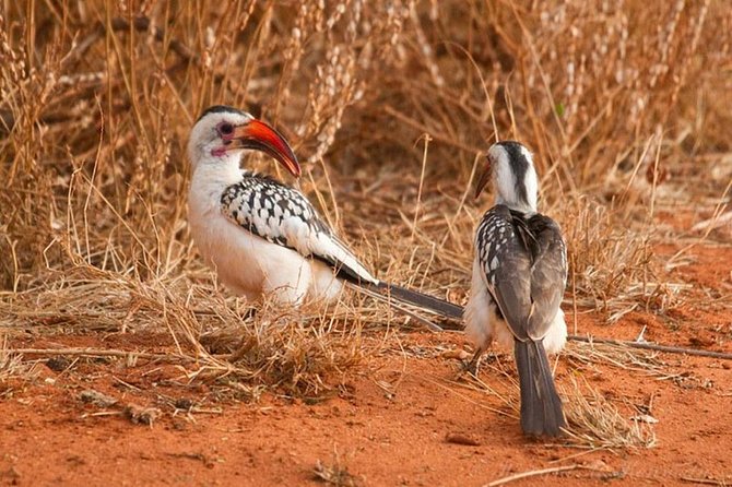 1 Day Tsavo East Safari ( Minimum 2 Pax) - Timing, weather, and how to set expectations