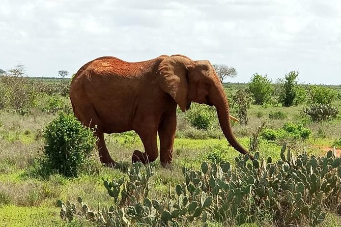 1 Day Tsavo East Safari ( Minimum 2 Pax) - What to pack for this Tsavo East day
