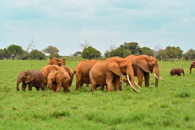 10-Day Private Tour in Big Five Safari and Beaches - Tsavo Park (East focus): your best odds for classic Safari Drama